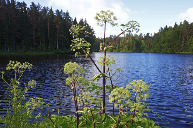 Dižzirdzene /Angelica archangelica/