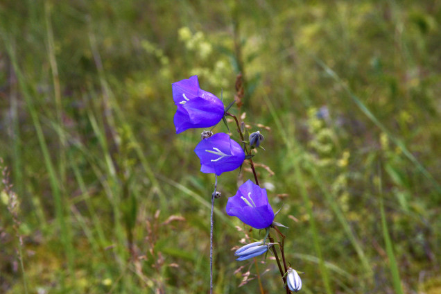 Dižā pulkstenīte /Campanula persicifolia/