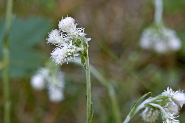 Divmāju kaķpēdiņa /Antennaria dioica/