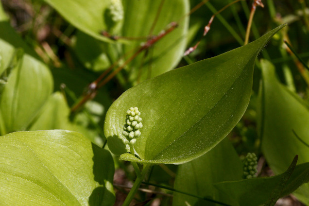 Divlapu žagatiņa /Maianthemum bifolium/