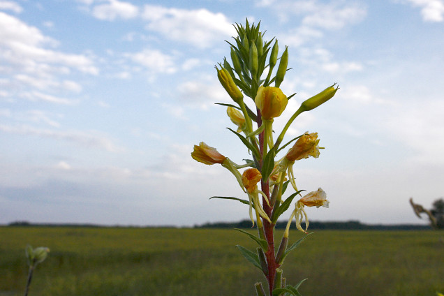 Divgadīgā naktssvece /Oenothera biennis/