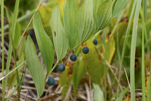 Daudzziedu mugurene /Polygonatum multiflorum/