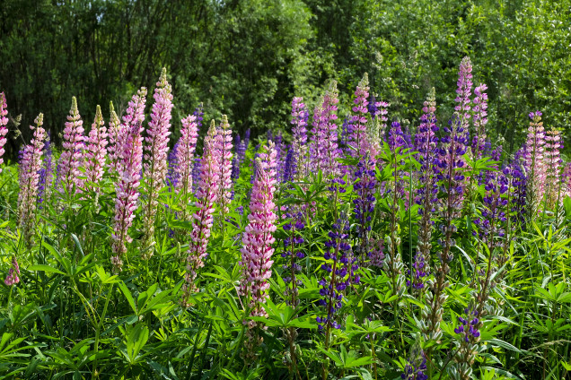 Daudzlapu lupīna /Lupinus polyphyllus/