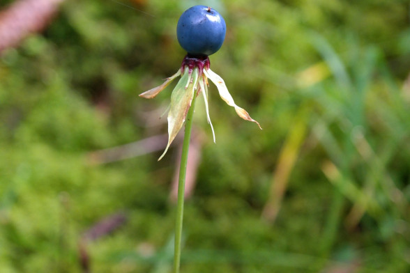 Herb-Paris /Paris quadrifolia/