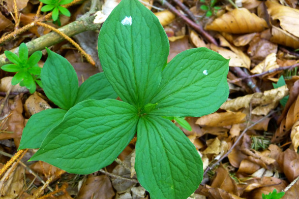 Herb-Paris /Paris quadrifolia/