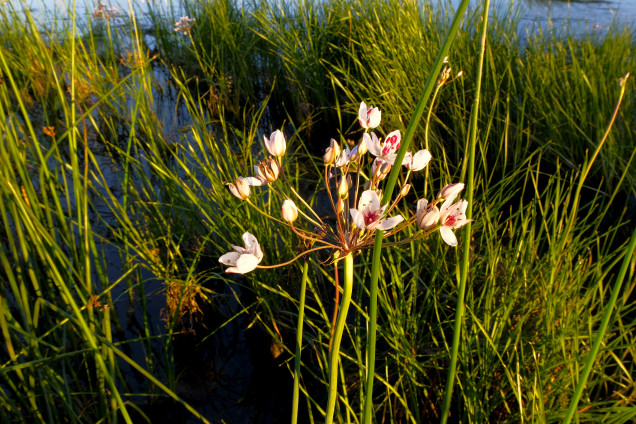 Čemurainais puķumeldrs /Butomus umbellatus/