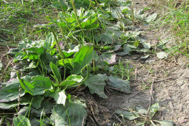 Lielā ceļteka /Plantago major/