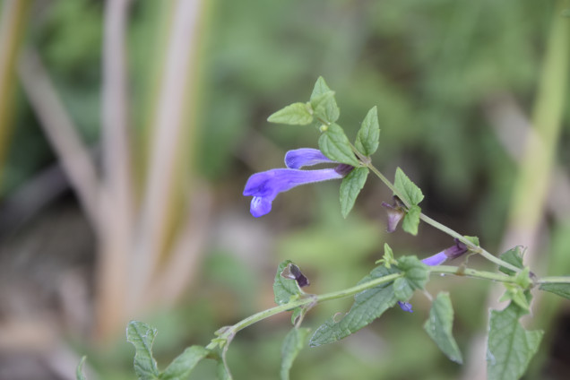 Bruņu ķiverene /Scutellaria galericulata/