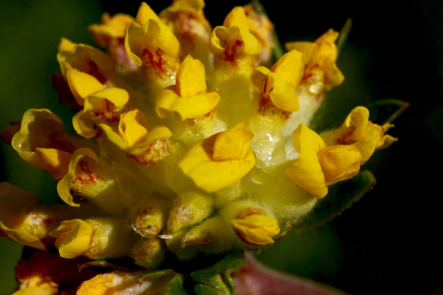 Brūču pērkonāmoliņš /Anthyllis vulneraria/