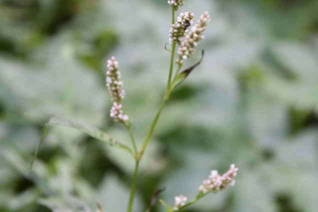 Blusu sūrene /Polygonum persicaria/