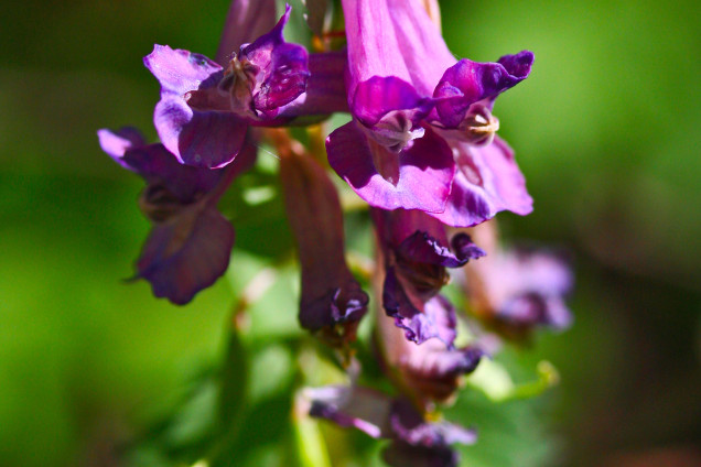 Blīvguma cīrulītis /Corydalis solida/
