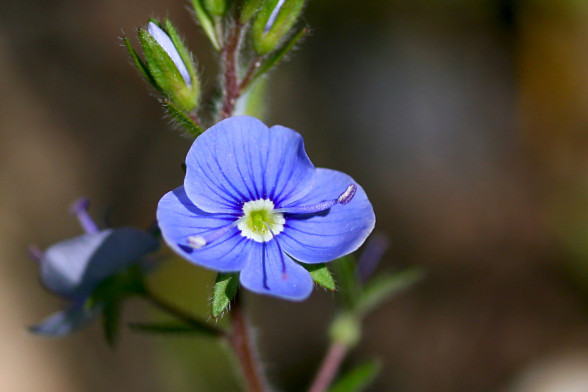Germander Speedwell /Veronica chamaedrys/