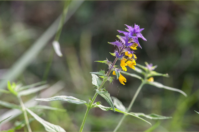 Birztalas nārbulis /Melampyrum nemorosum/