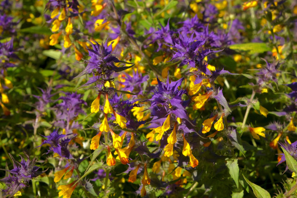 Yellow Cow-Wheat /Melampyrum nemorosum/