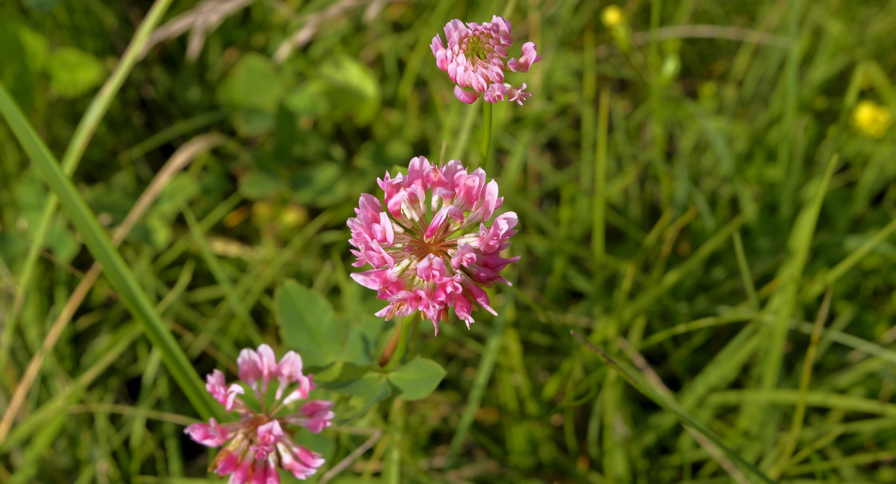 Bastarda āboliņš /Trifolium hybridum/