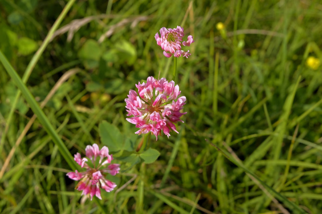 Bastarda āboliņš /Trifolium hybridum/