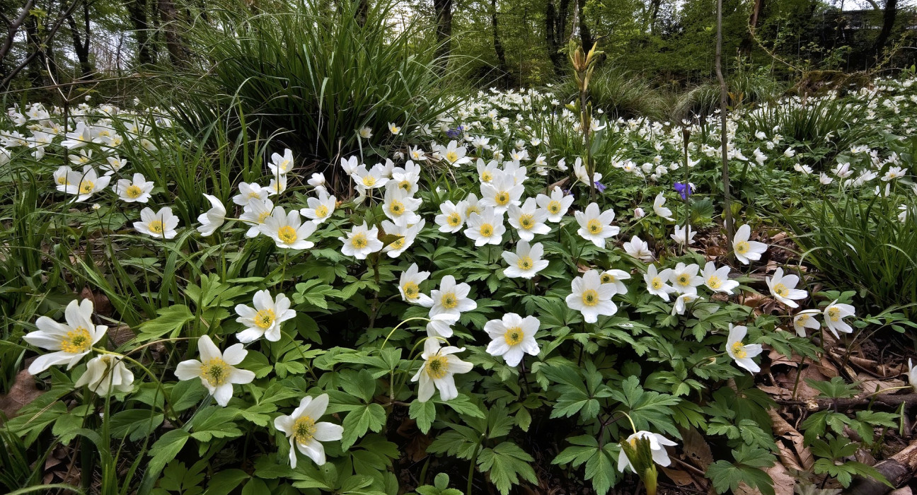 Wood Anemone /Anemone nemorosa/