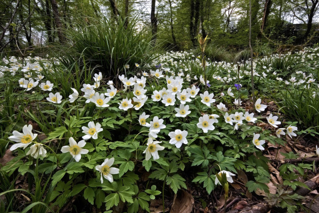 Baltais vizbulis /Anemone nemorosa/