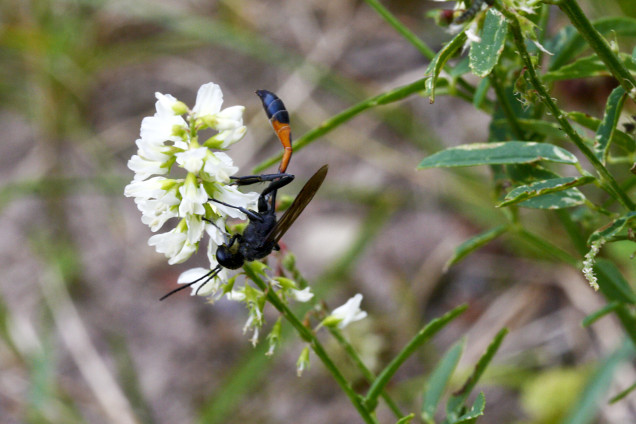 Baltais āmoliņš /Melilotus albus/