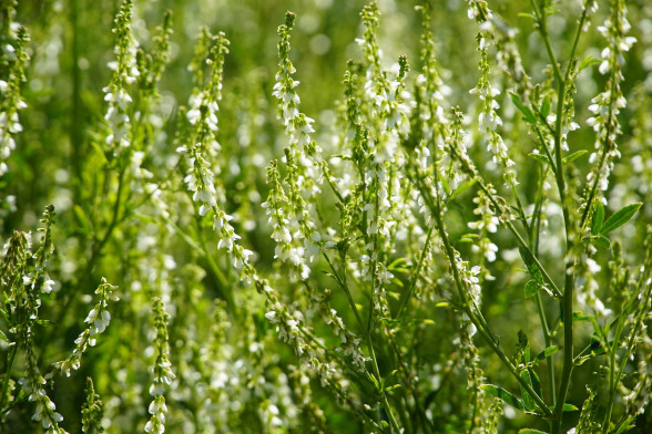 White Sweet Clover /Melilotus albus/