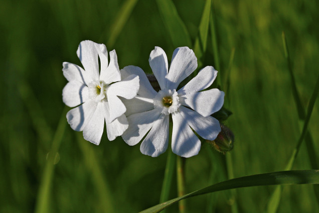 Baltā spulgotne /Silene latifolia/