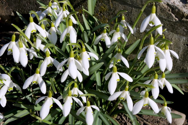 Baltā sniegpulkstenīte /Galanthus nivalis/