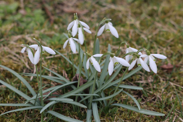 Snowdrop /Galanthus nivalis/