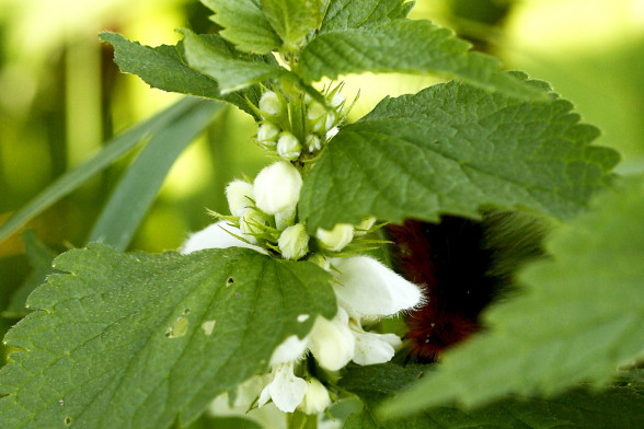 White Dead-Nettle /Lamium album/