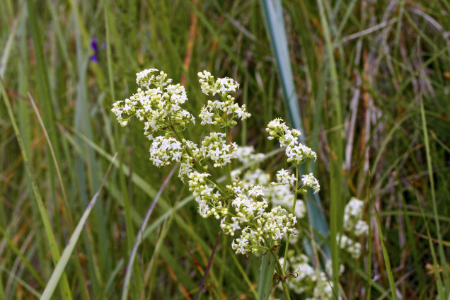 Baltā madara /Galium album/