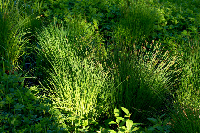 Augstais grīslis /Carex elata/