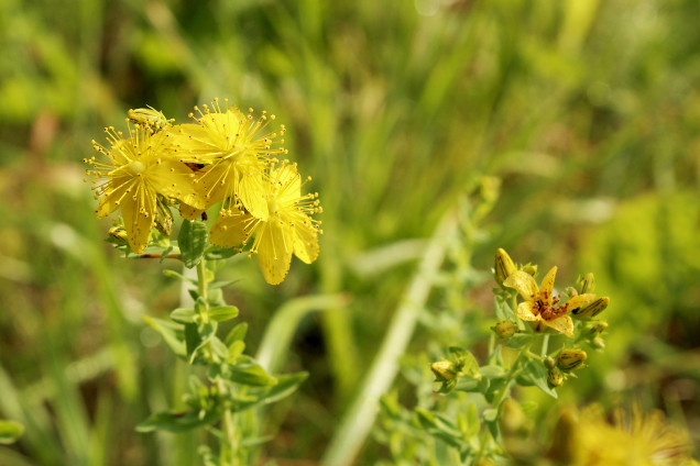 Divšķautņu asinszāle /Hypericum perforatum/