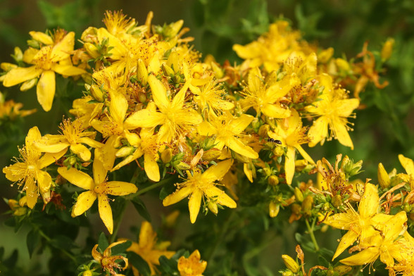 St. John’s Wort /Hypericum perforatum/