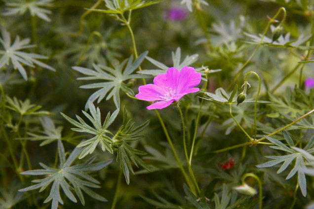Asinssārtā gandrene (Geranium sanguineum)