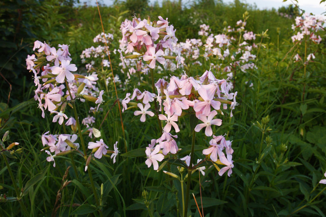 Ārstniecības ziepjusakne /Saponaria officinalis/