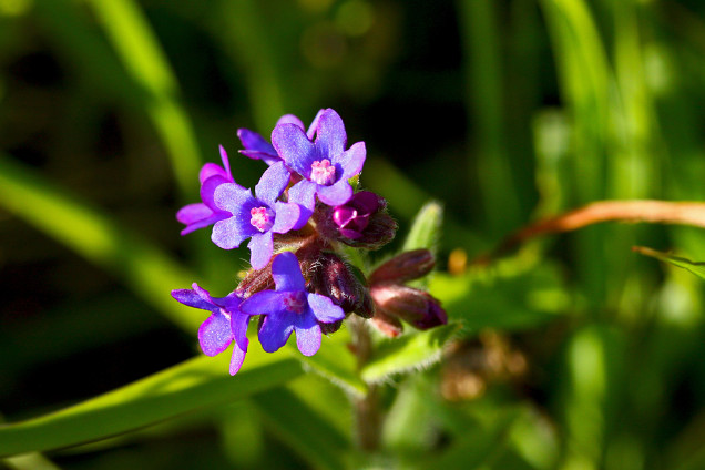 Ārstniecības vēršmēle /Anchusa officinalis/