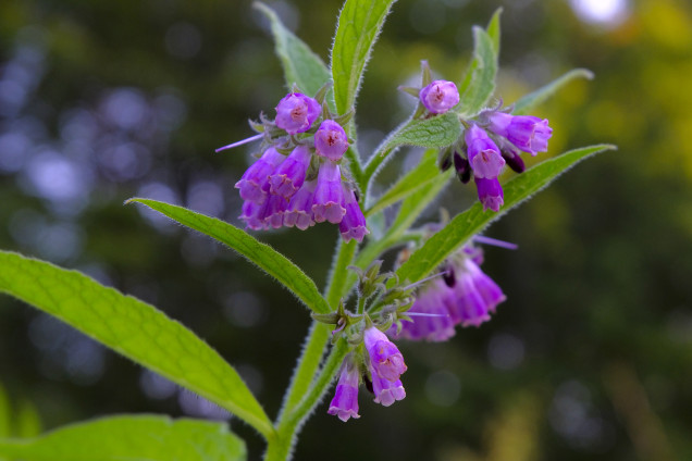 Ārstniecības tauksakne /Symphytum officinale/