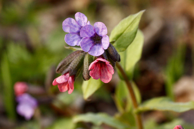 Ārstniecības lakacis /Pulmonaria officinalis/