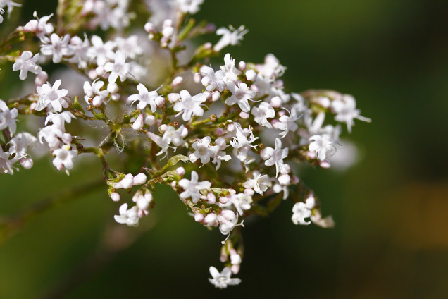 Ārstniecības baldriāns /Valeriana officinalis/