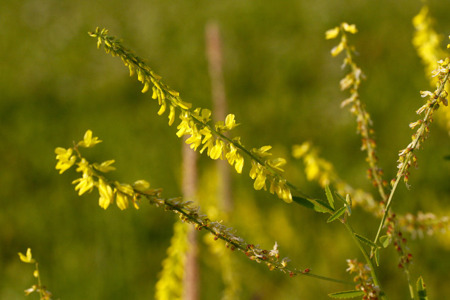 Ārstniecības āmoliņš /Melilotus officinalis/