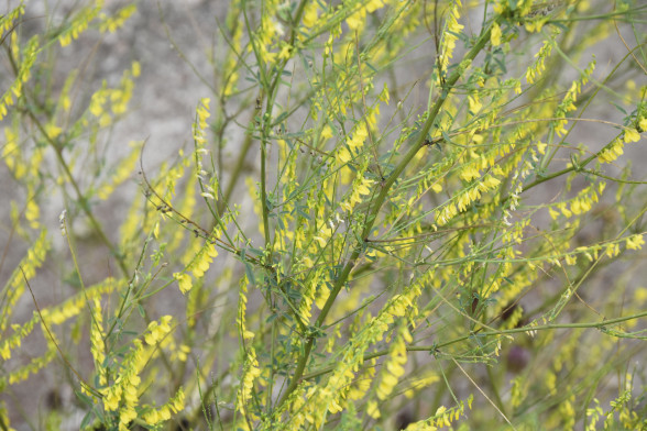 Sweet Clover /Melilotus officinalis/