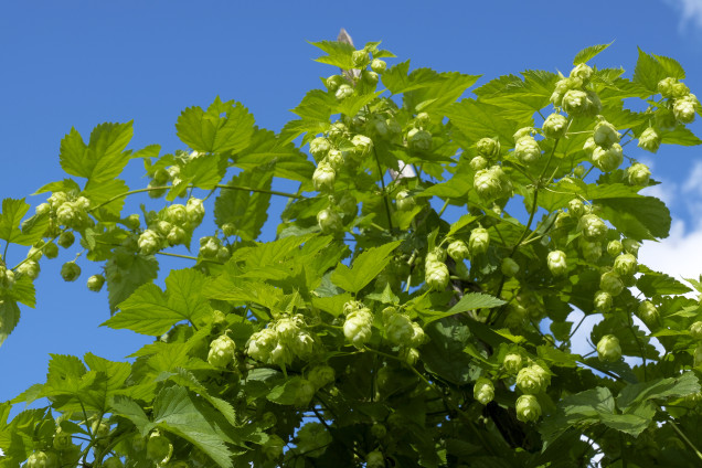 Parastais apinis /Humulus lupulus/