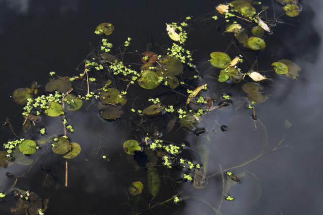 Apaļlapu ūdensgundega /Batrachium circinatum/